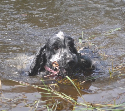 ar Sterenn Gwen - journée spaniel à Silfiac