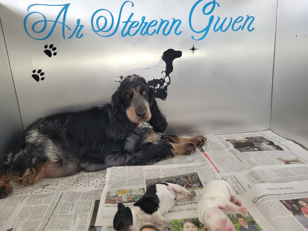 ar Sterenn Gwen - Les chiots sont nés!