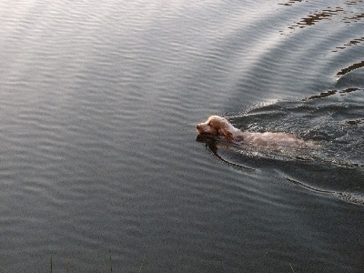 ar Sterenn Gwen - Vive la natation