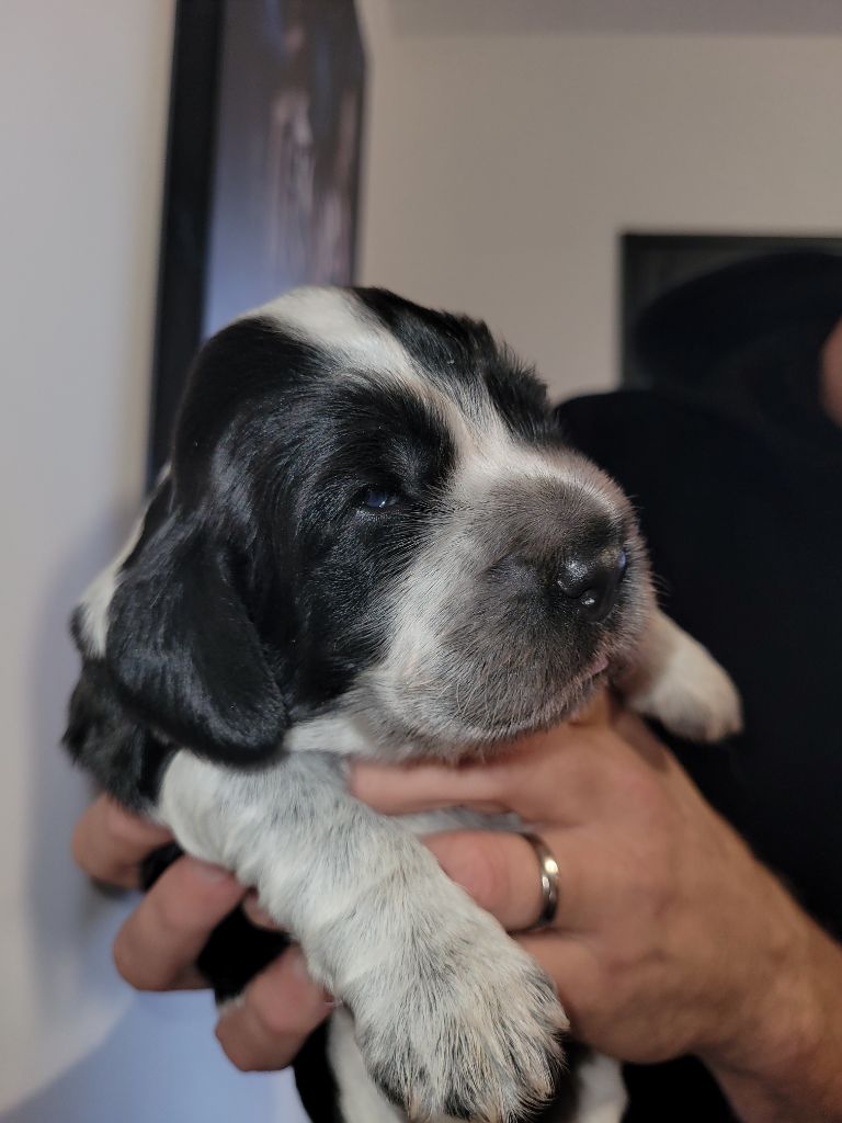 ar Sterenn Gwen - Chiot disponible  - Cocker Spaniel Anglais