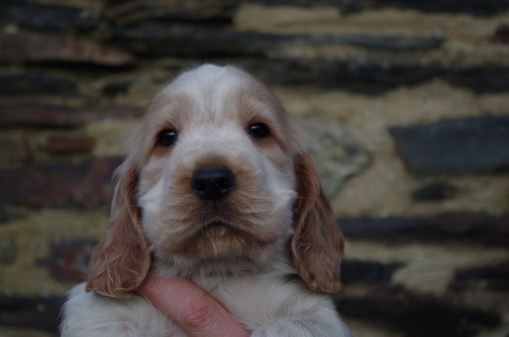 ar Sterenn Gwen - Cocker Spaniel Anglais - Portée née le 10/01/2018