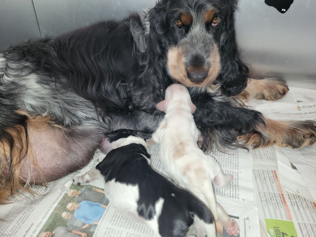 chiot Cocker Spaniel Anglais ar Sterenn Gwen