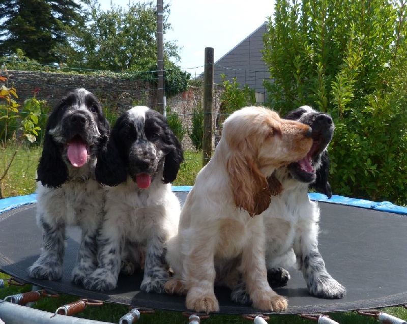 ar Sterenn Gwen - Cocker Spaniel Anglais - Portée née le 09/05/2014