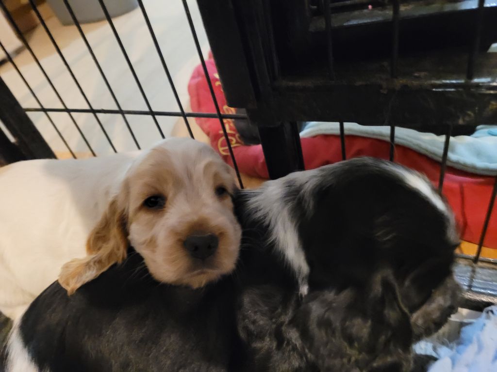 chiot Cocker Spaniel Anglais ar Sterenn Gwen