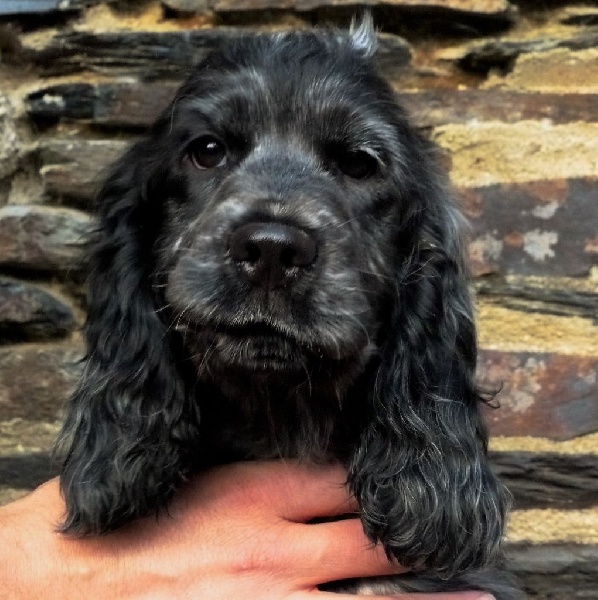 ar Sterenn Gwen - Cocker Spaniel Anglais - Portée née le 09/06/2015