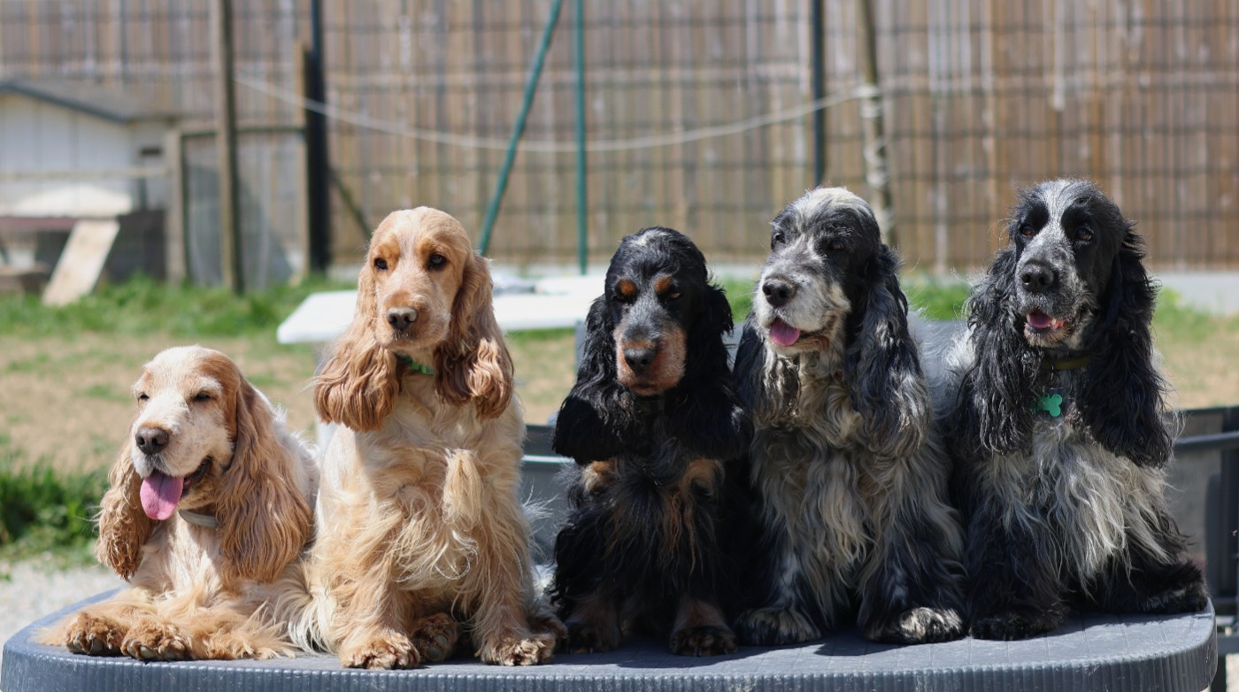 Nos chiens 2026